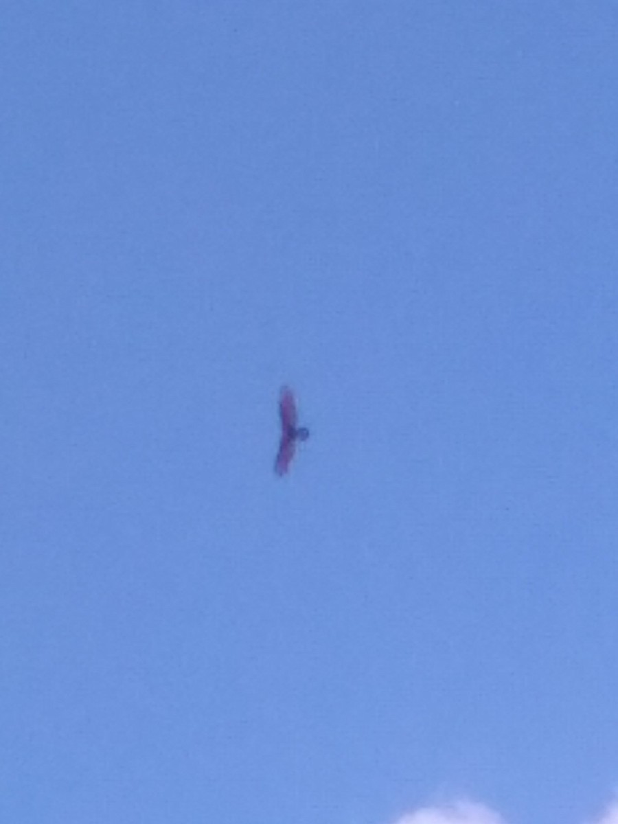 Turkey Vulture - ML643077855