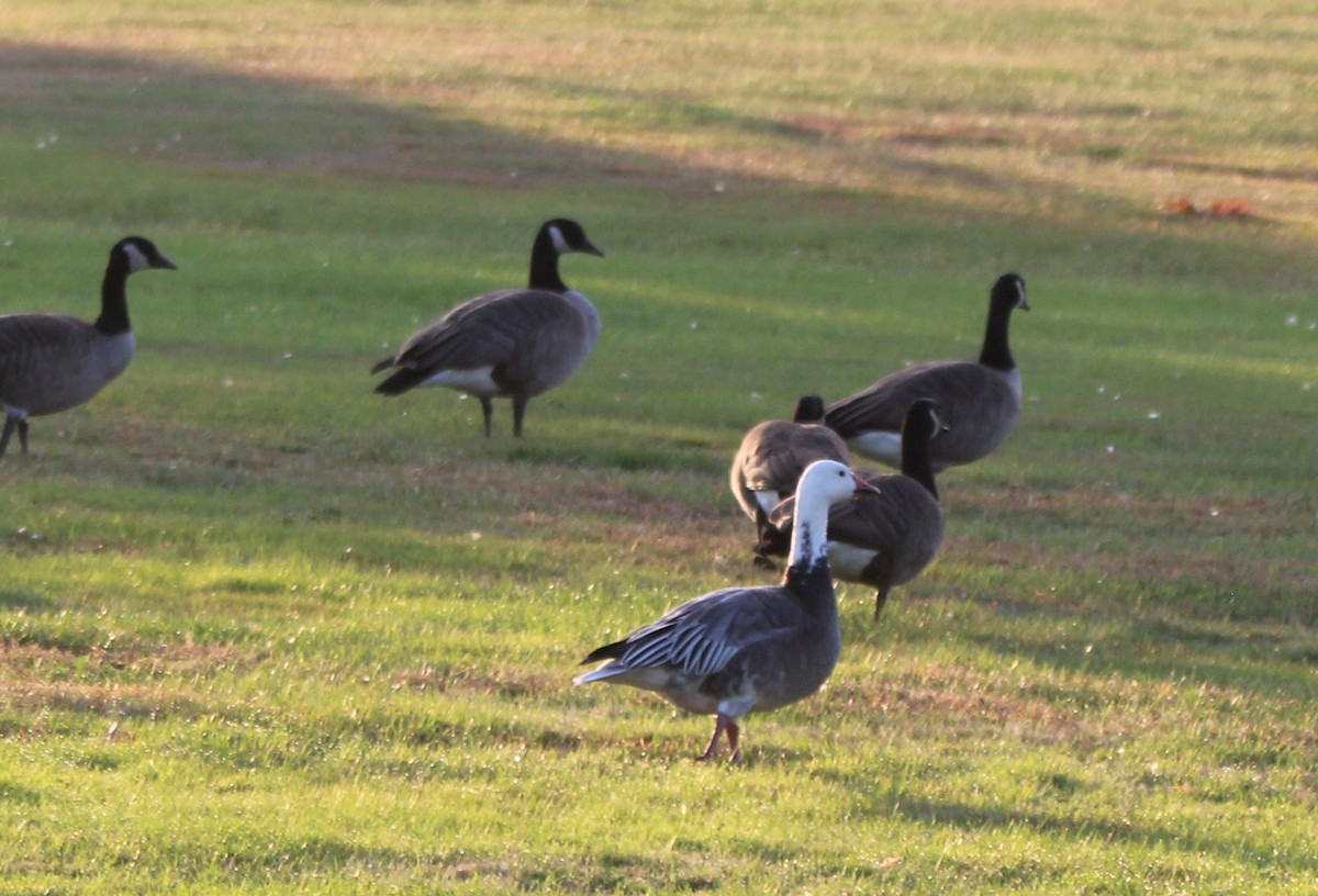 Snow Goose - ML643077861