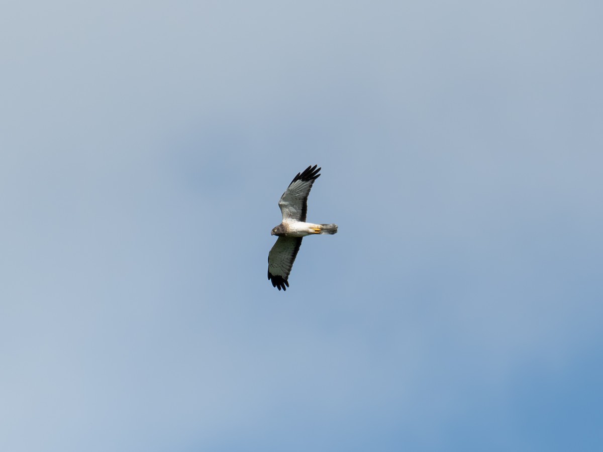 Northern Harrier - ML643077863
