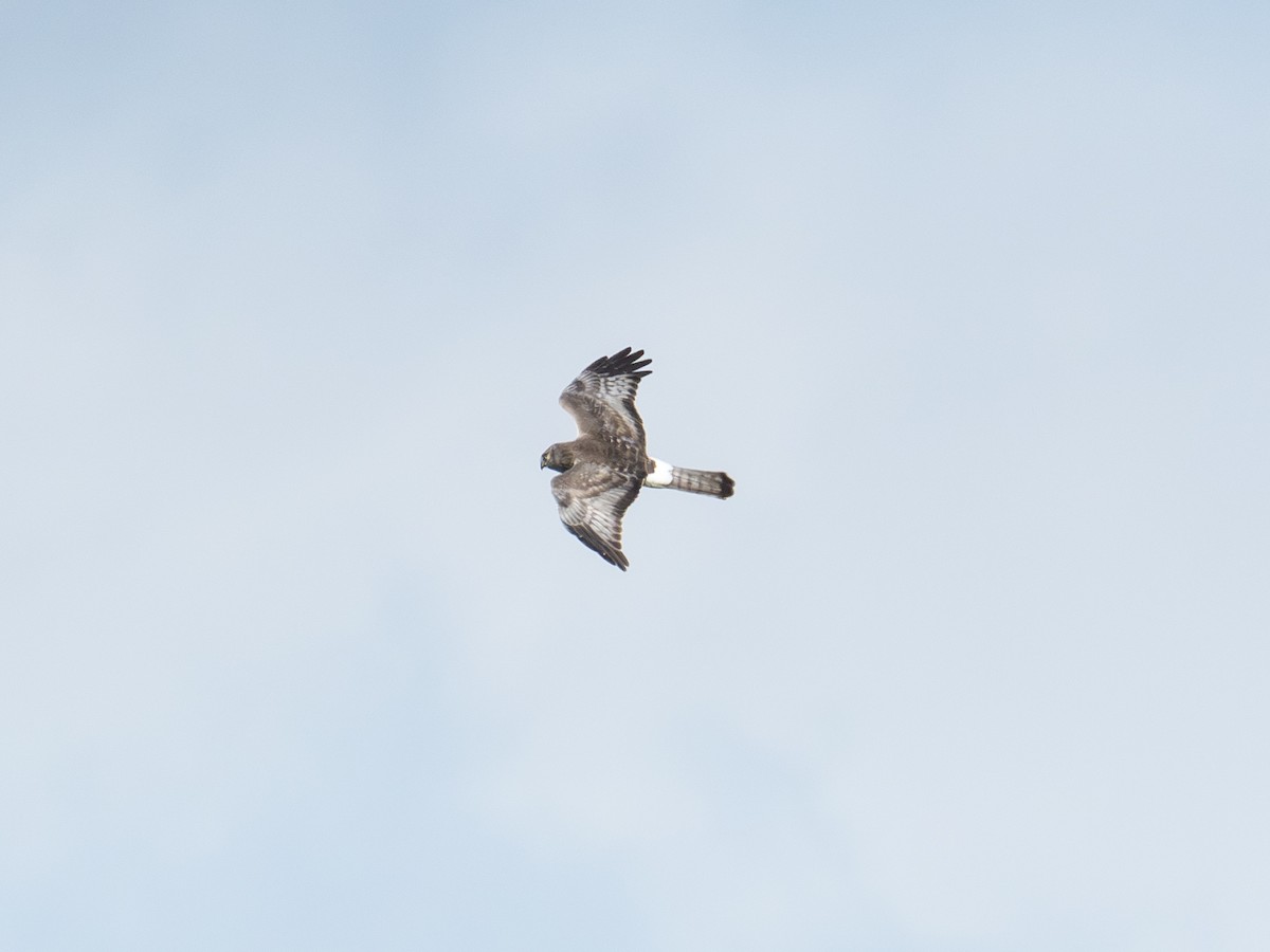 Northern Harrier - ML643077864