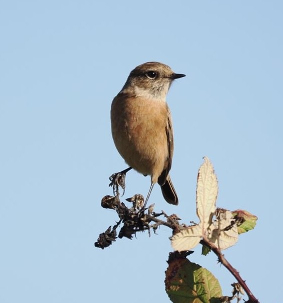 Tarabilla Europea - ML643077865