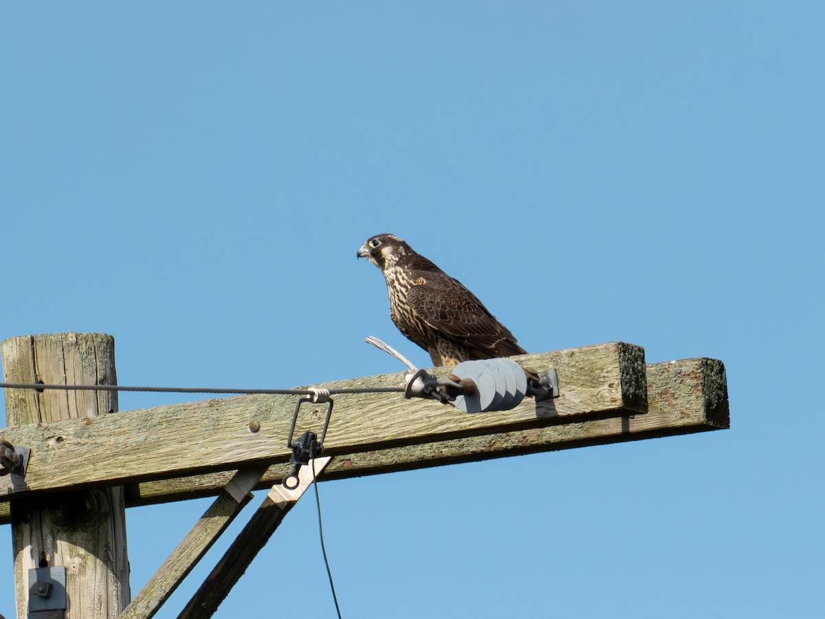 sokol stěhovavý - ML643077870