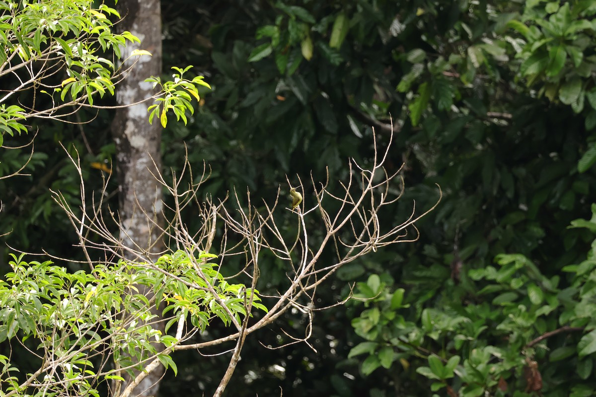 Yellow-eared Spiderhunter - ML643077874