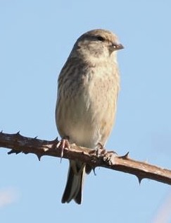 Eurasian Linnet - ML643077875