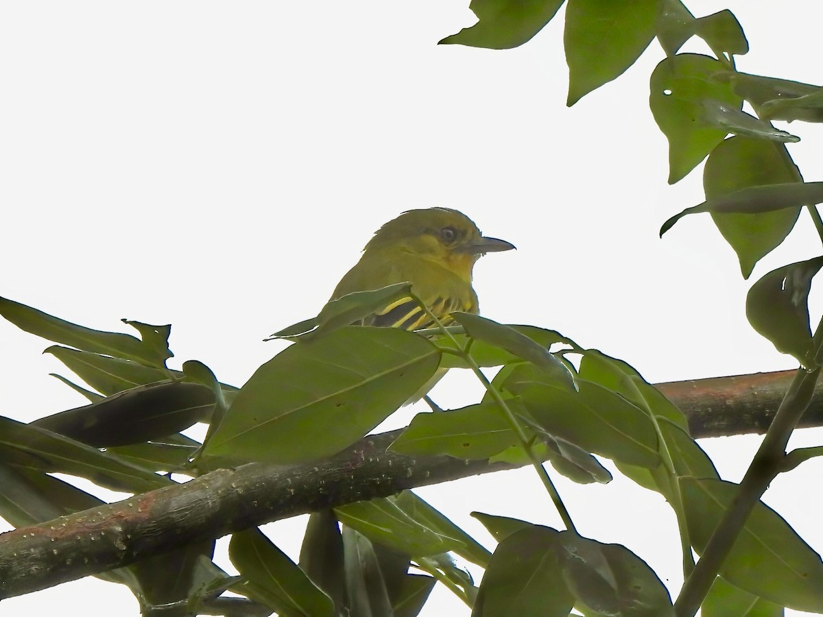 Ochre-lored Flatbill - Shelley Rutkin