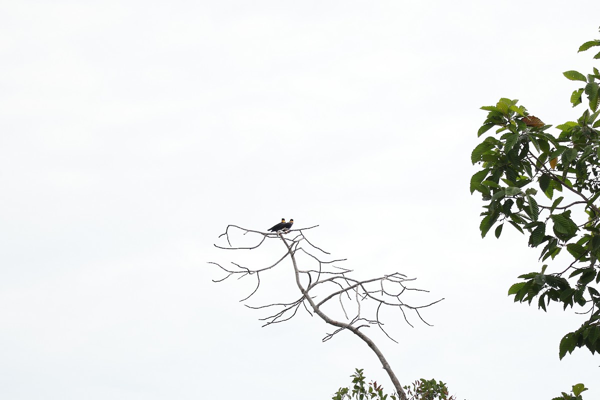 Common Hill Myna (Common) - ML643077882