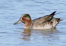 Green-winged Teal (Eurasian) - ML643077883