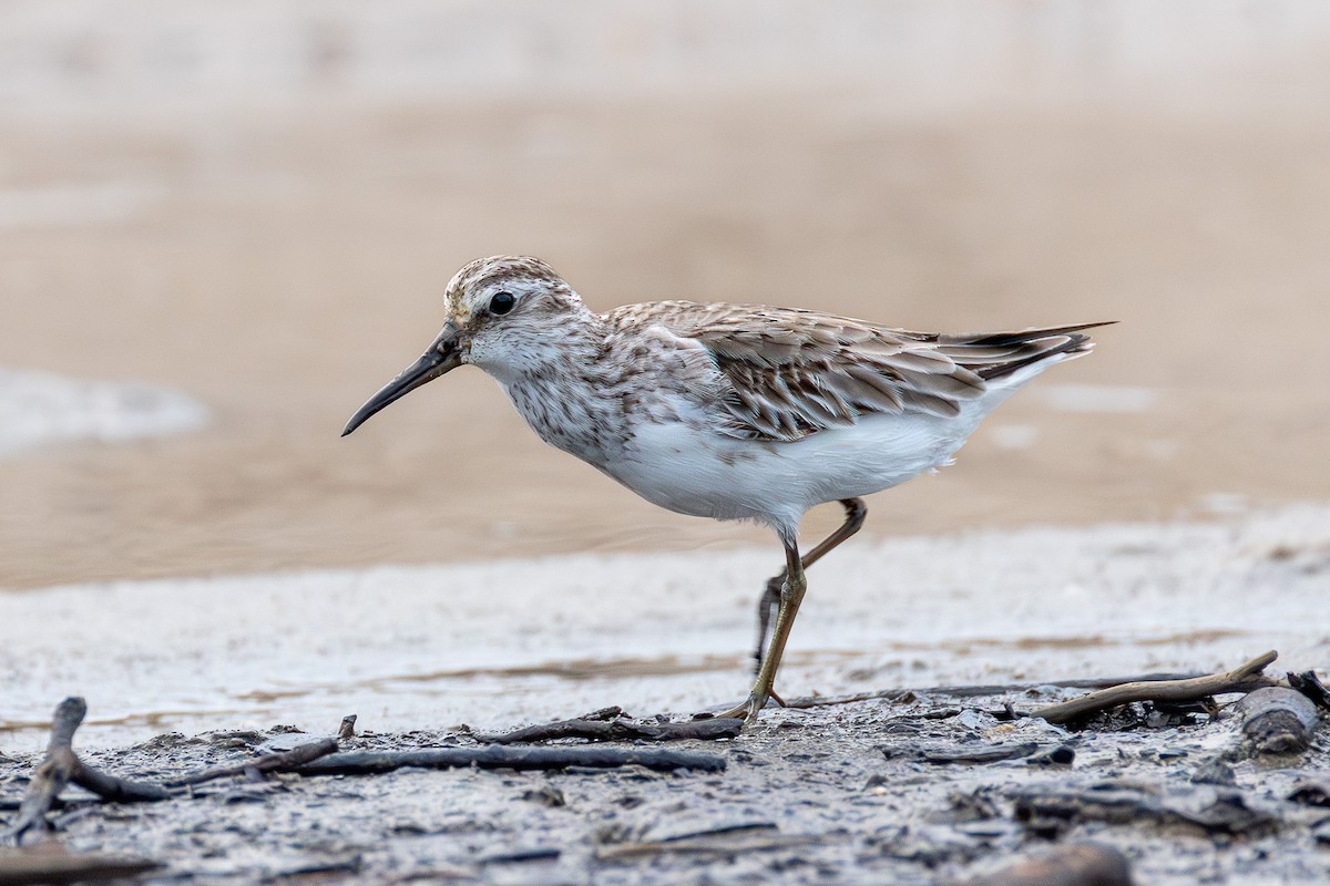 Broad-billed Sandpiper - ML643077884