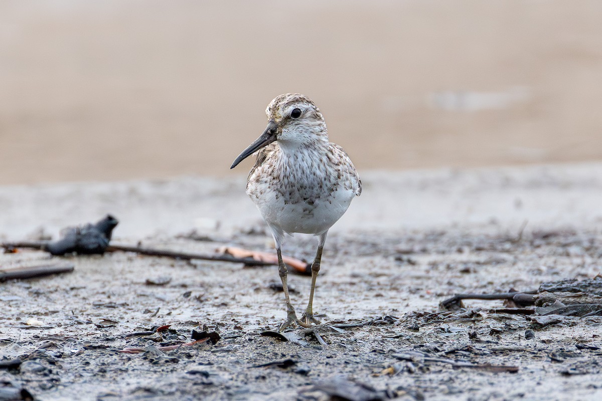 Broad-billed Sandpiper - ML643077885