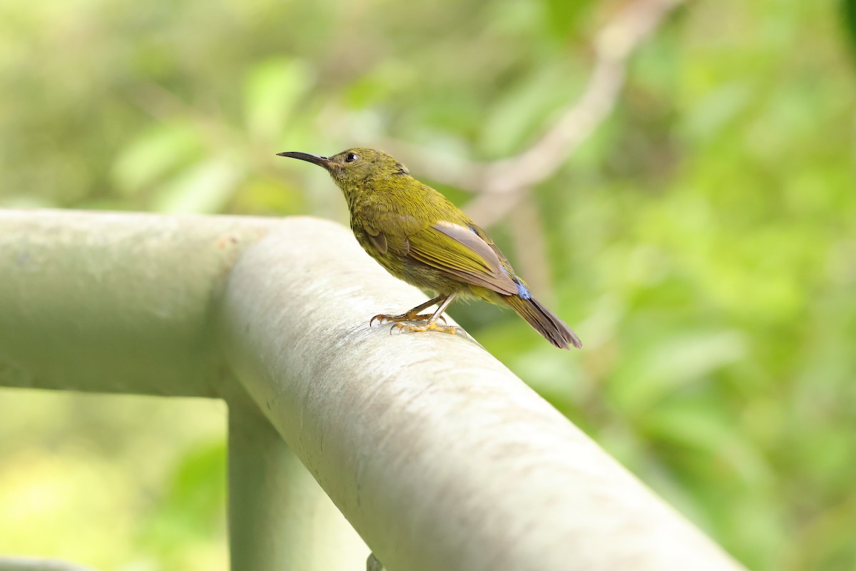 Purple-naped Spiderhunter - ML643077898