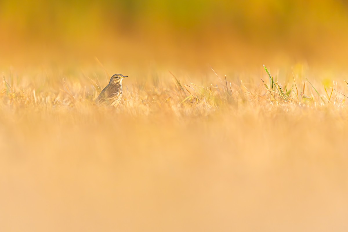 American Pipit - ML643077902