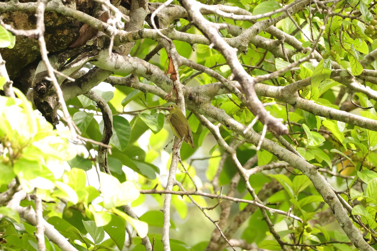 Yellow-eared Spiderhunter - ML643077914