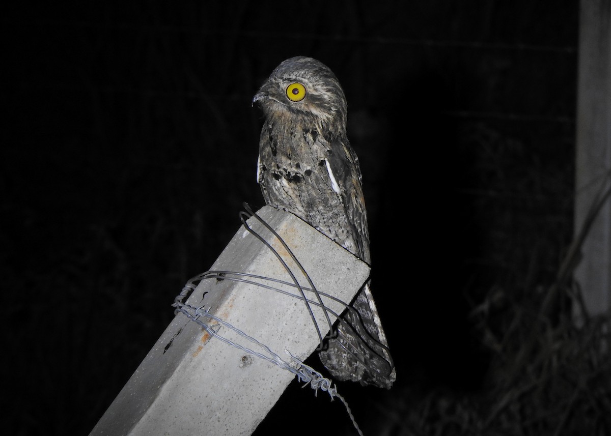 Common Potoo - ML643077916