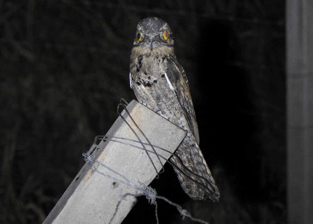 Common Potoo - ML643077917