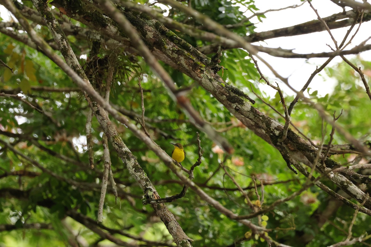 Ornate Sunbird (Ornate) - ML643077939