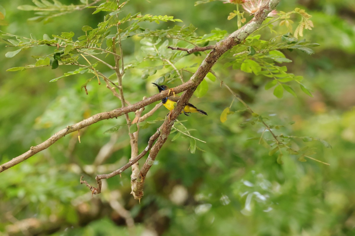 Ornate Sunbird (Ornate) - ML643077943