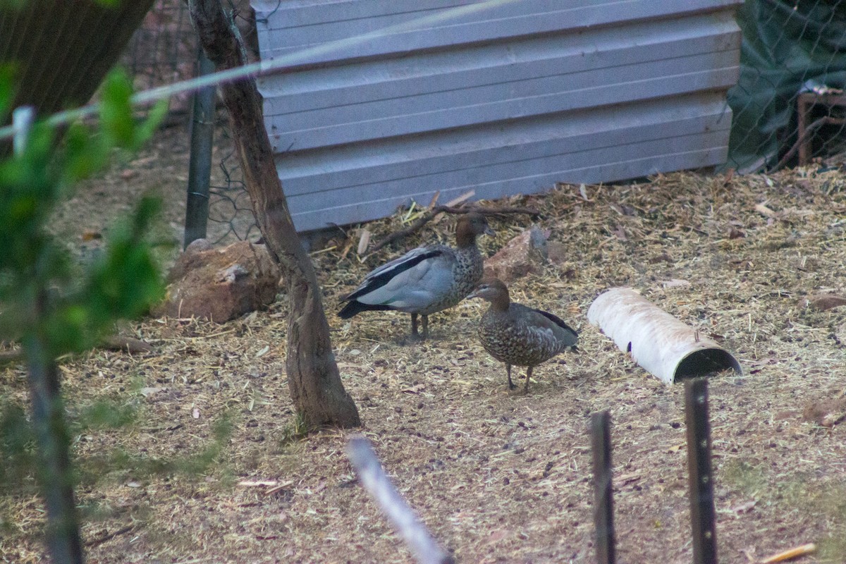 anatidé sp. (canard sp.) - ML643077951