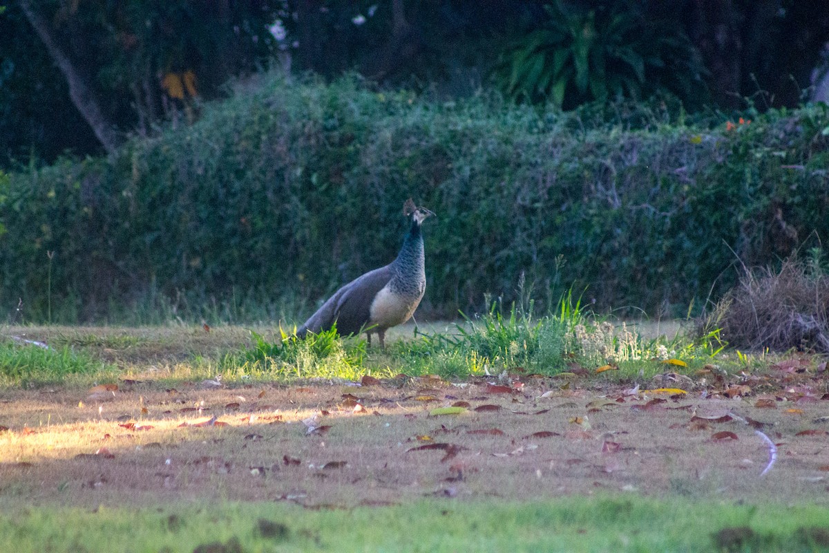 Indian Peafowl (Domestic type) - ML643077958