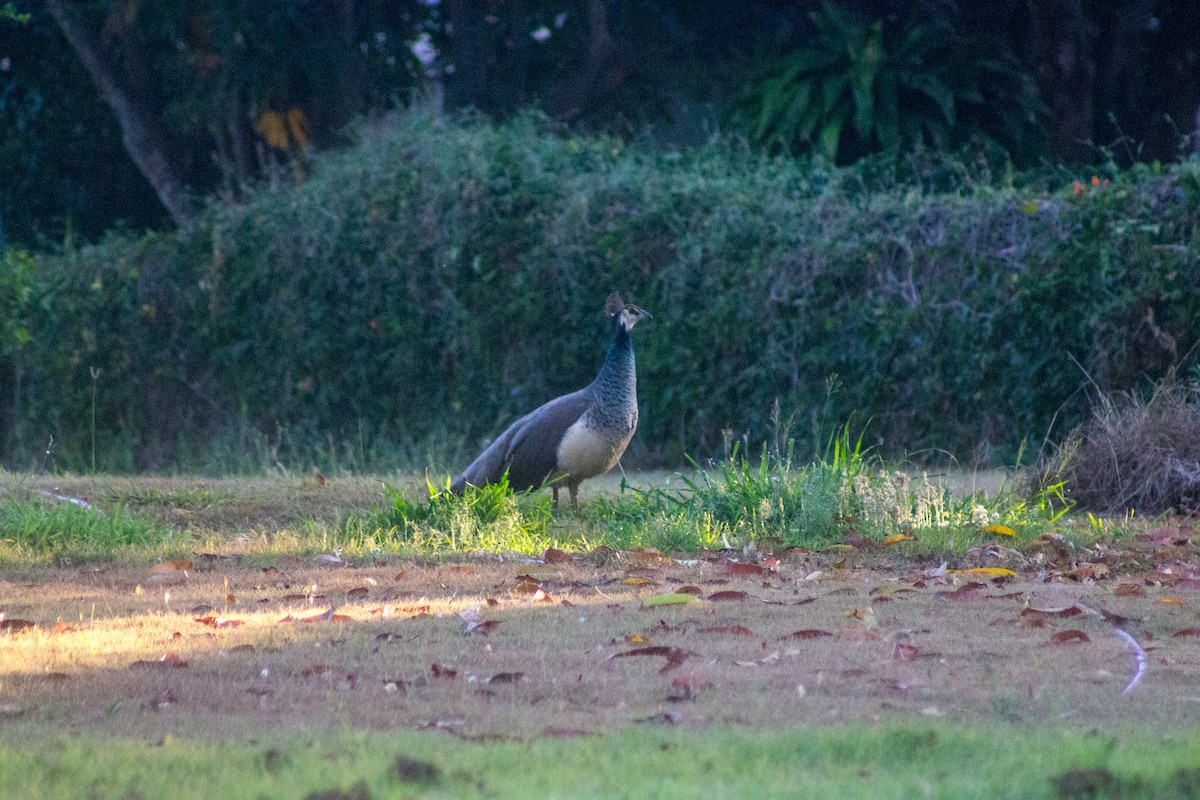 Indian Peafowl (Domestic type) - ML643077959
