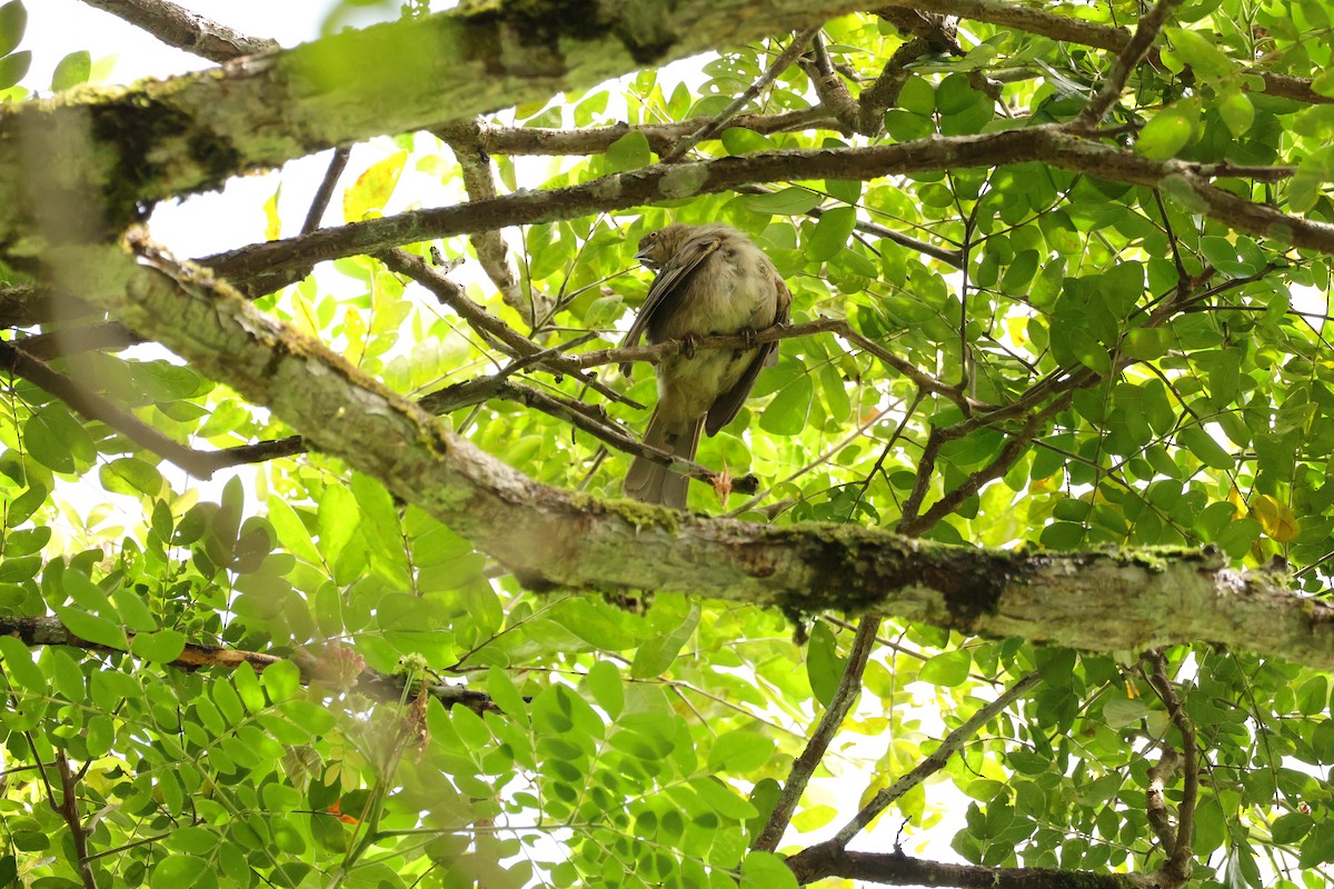Bulbul Ojirrojo - ML643077960