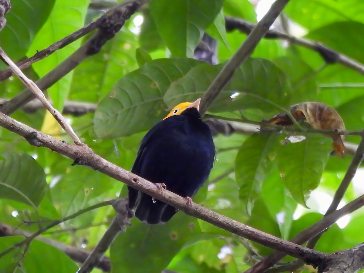 Golden-headed Manakin - ML643077966