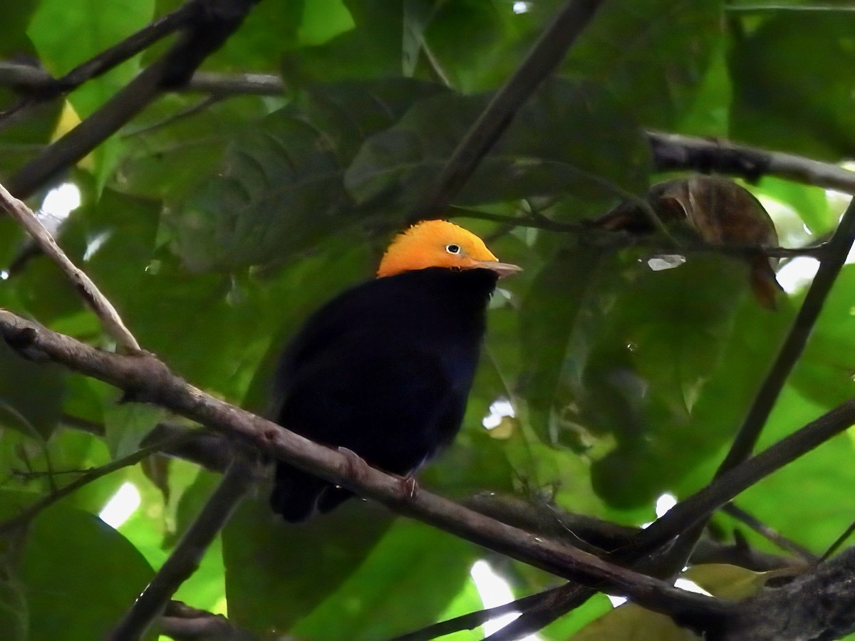 Golden-headed Manakin - ML643077973
