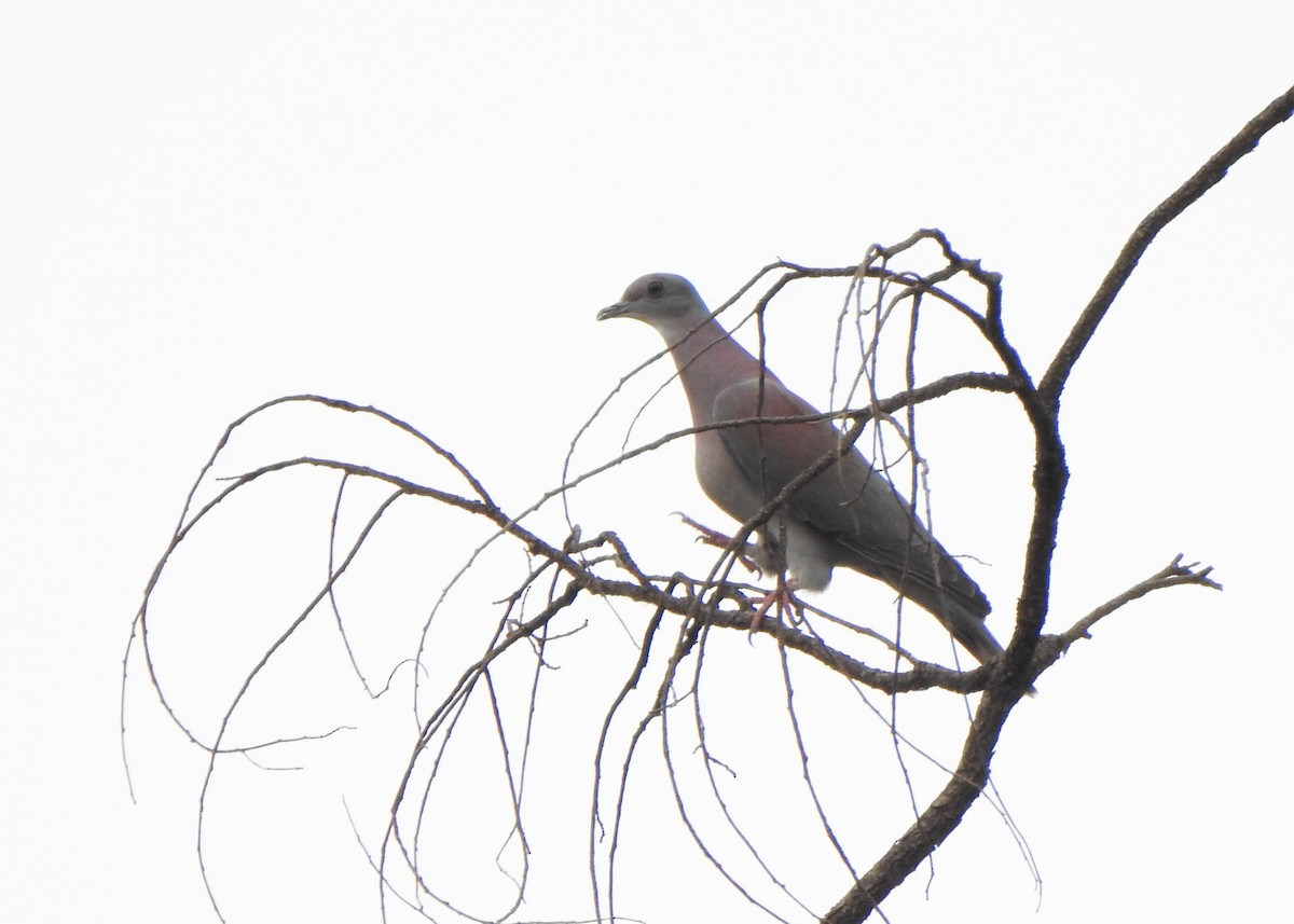 Pale-vented Pigeon - ML643077974