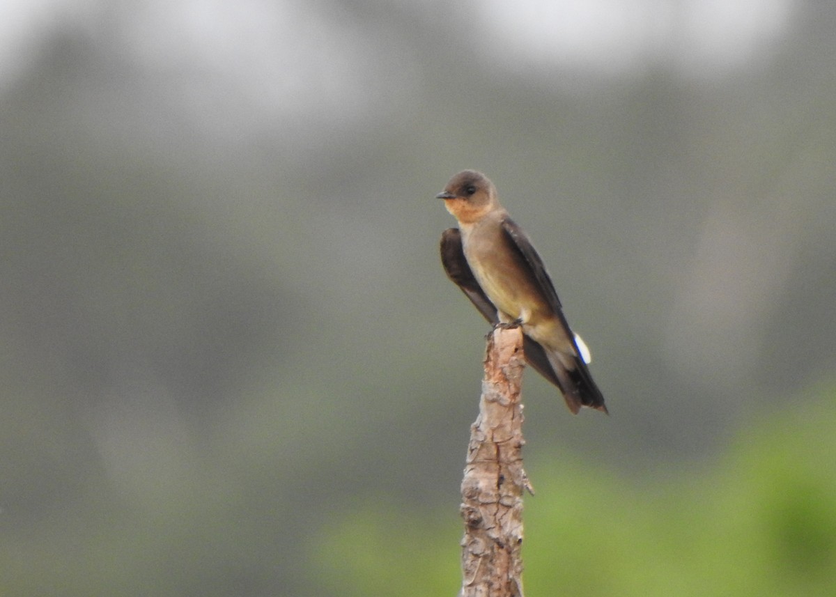 Southern Rough-winged Swallow - ML643077986