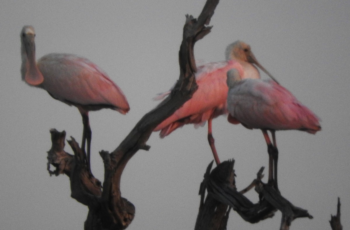 Roseate Spoonbill - ML643077988