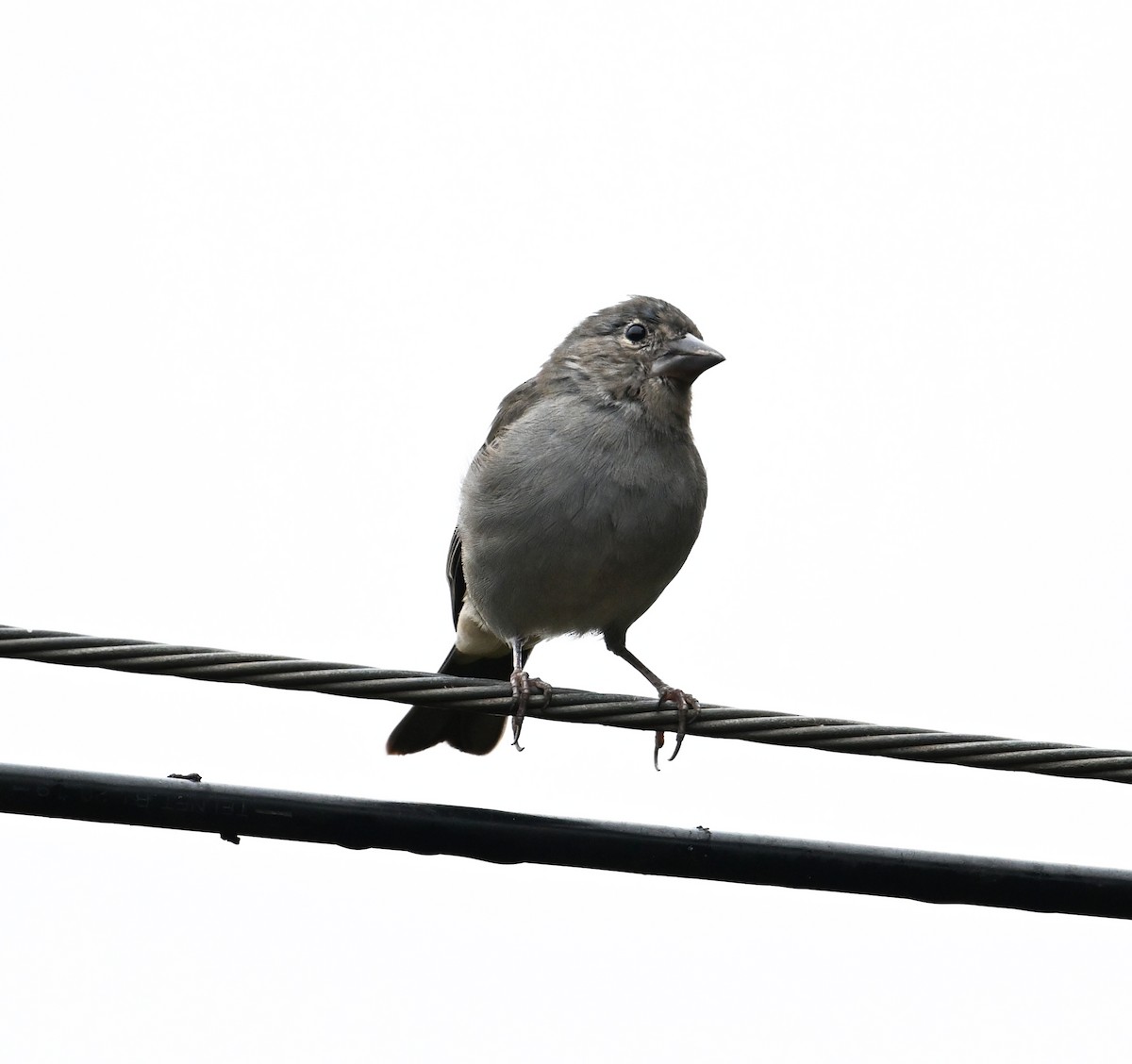 Tenerife Blue Chaffinch - ML643077990