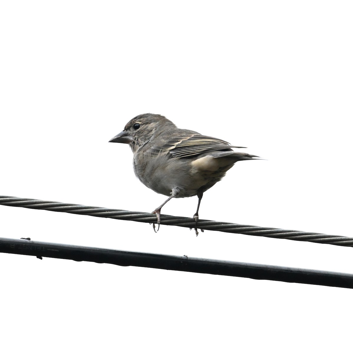 Tenerife Blue Chaffinch - ML643077991