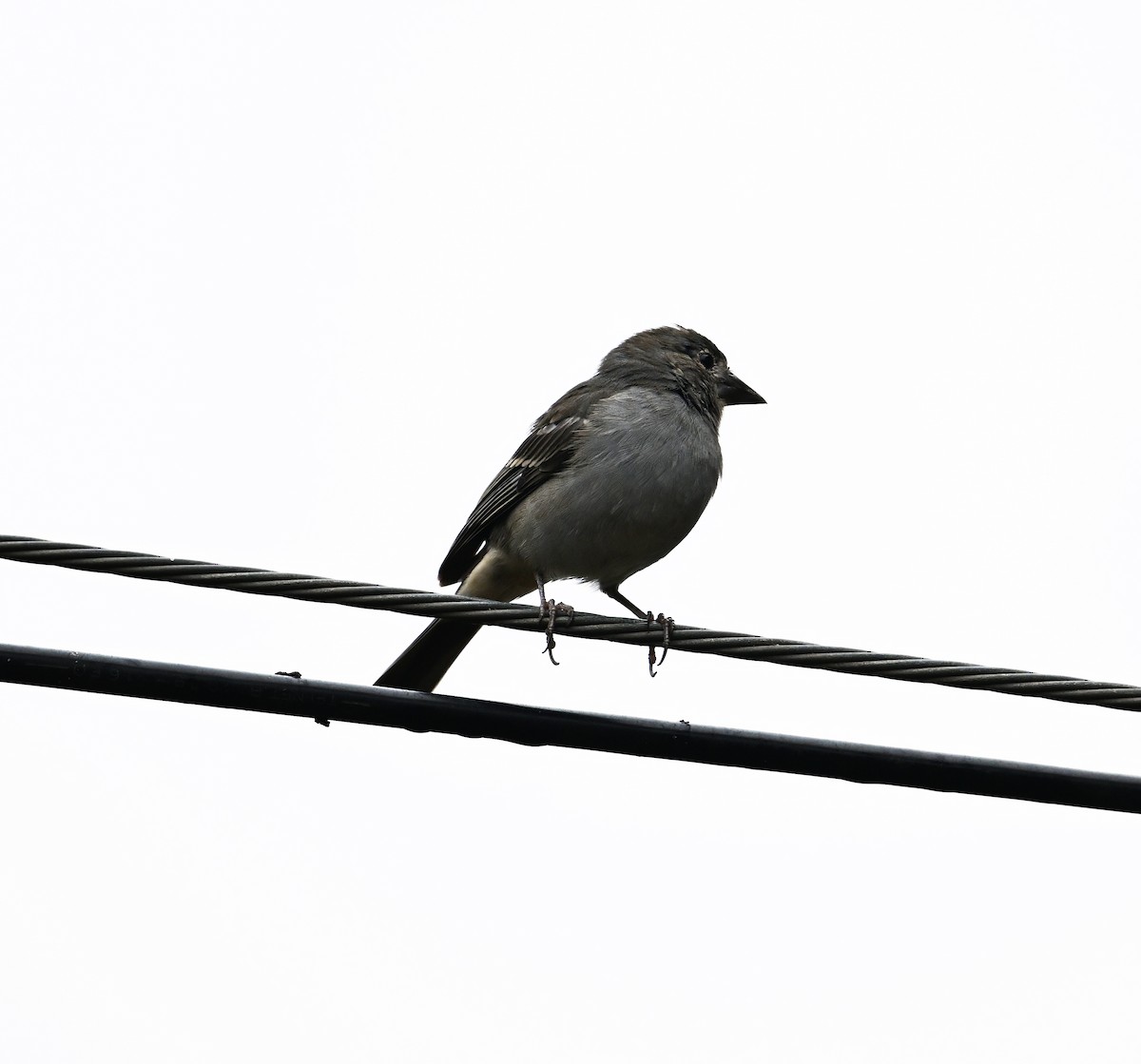 Tenerife Blue Chaffinch - ML643077992