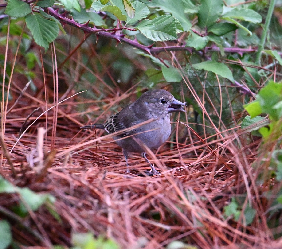 Tenerife Blue Chaffinch - ML643077993