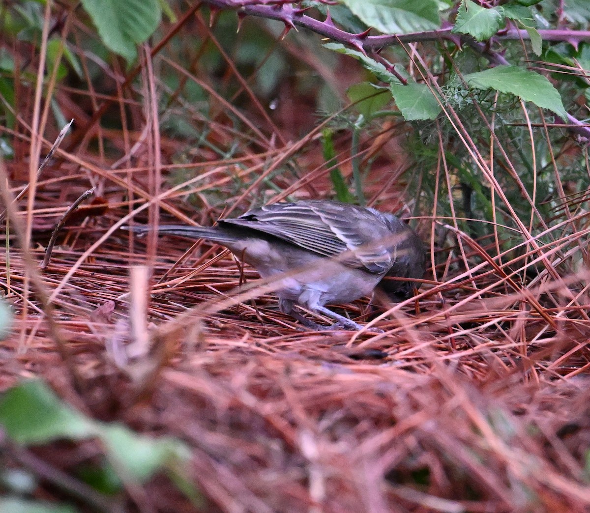 Tenerife Blue Chaffinch - ML643077994