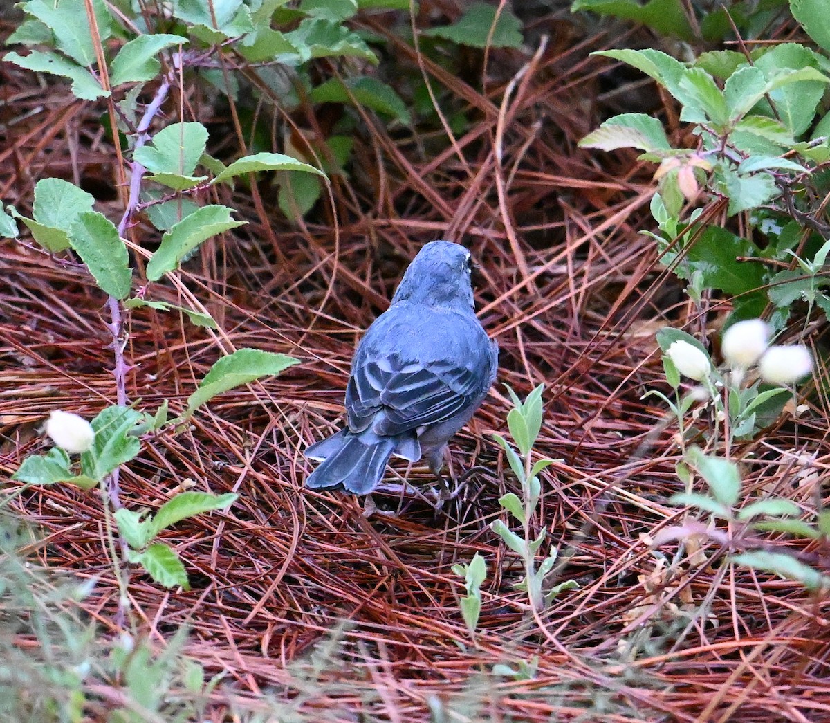 Tenerife Blue Chaffinch - ML643077995