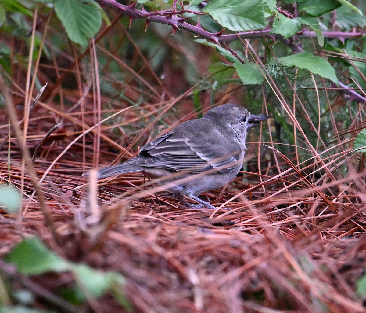 Tenerife Blue Chaffinch - ML643077996