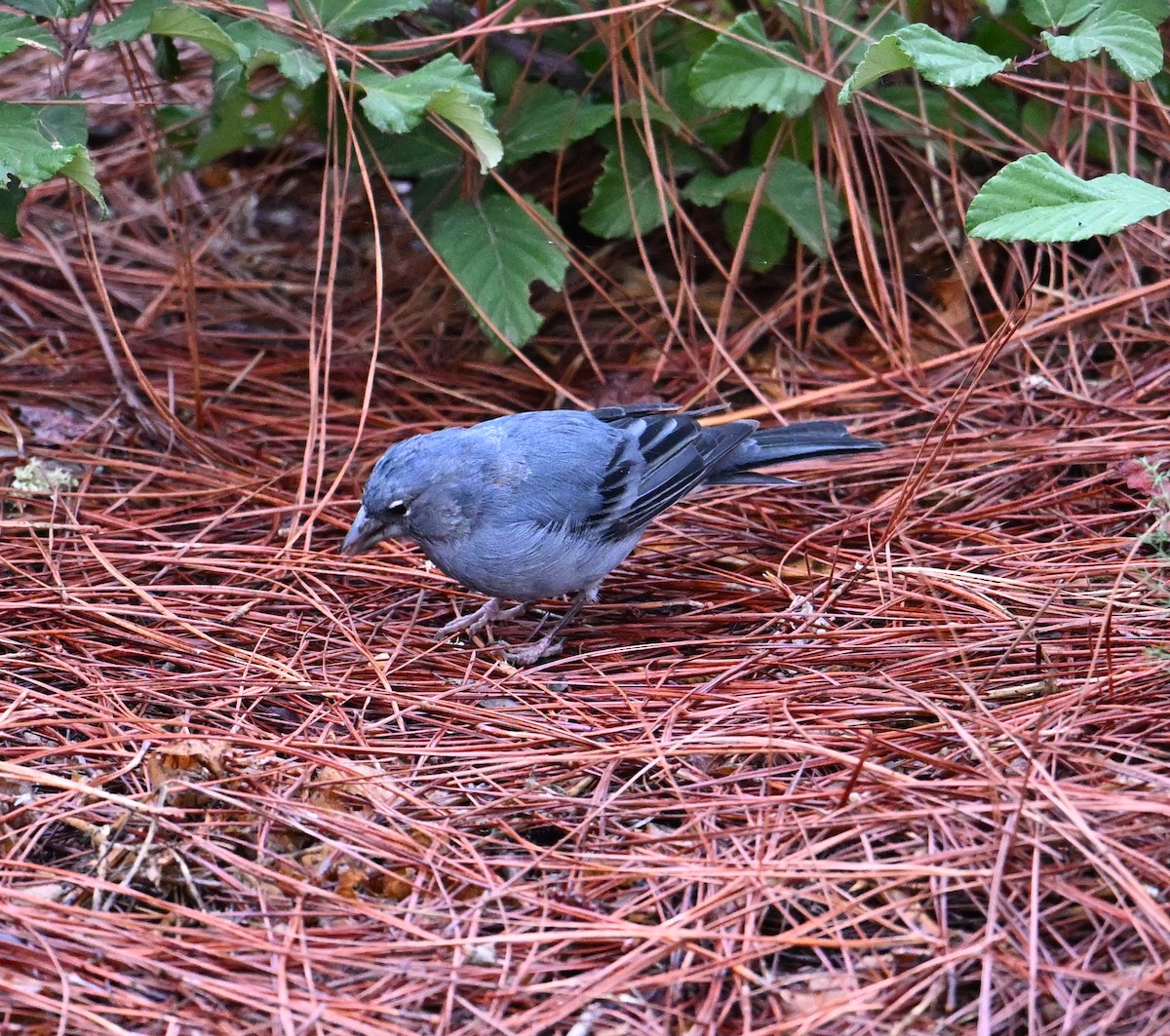 Tenerife Blue Chaffinch - ML643077998