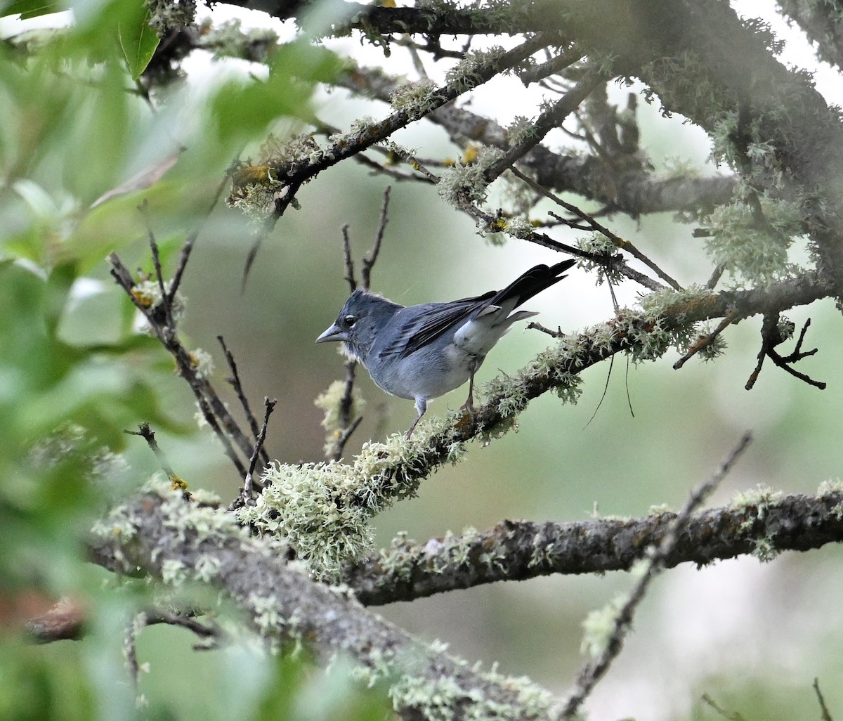 Tenerife Blue Chaffinch - ML643077999