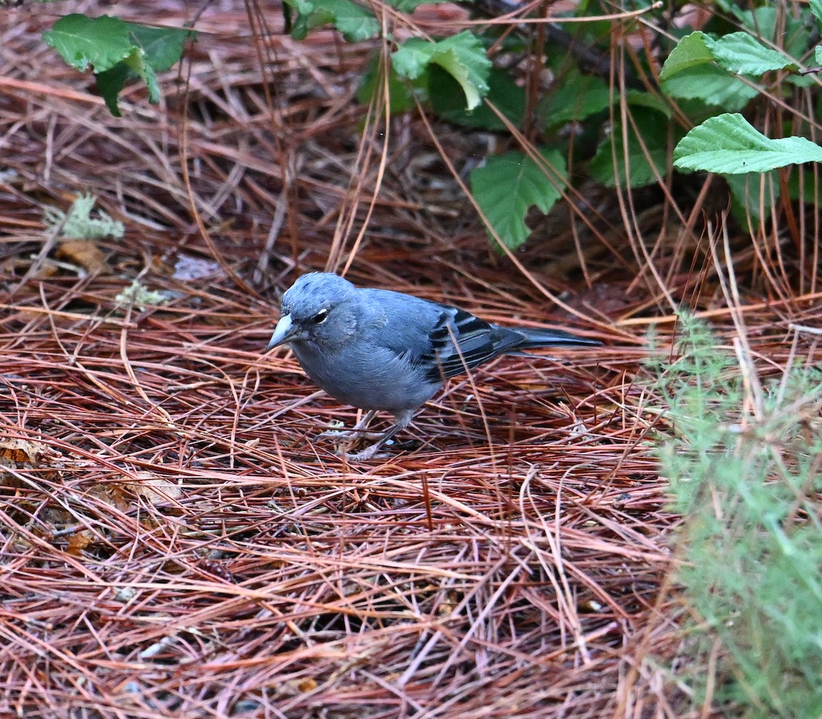 Tenerife Blue Chaffinch - ML643078000