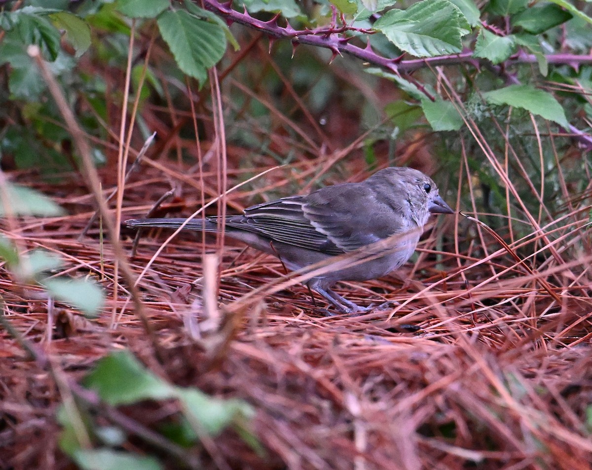Tenerife Blue Chaffinch - ML643078003