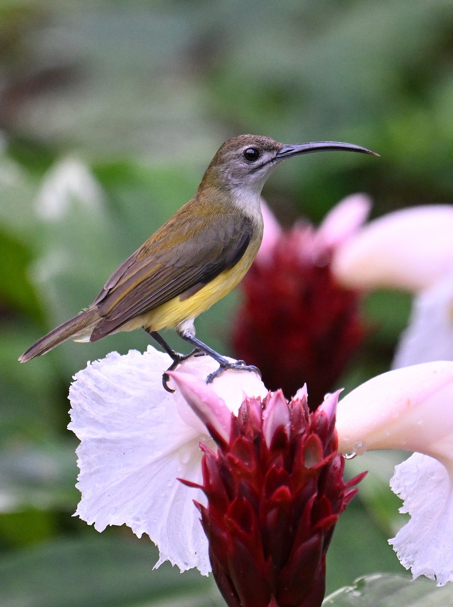 Little Spiderhunter - ML643078016