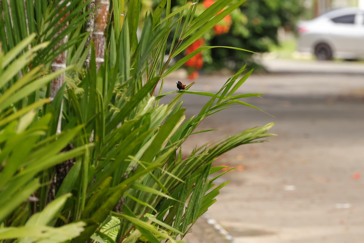Chestnut Munia (Chestnut) - ML643078020