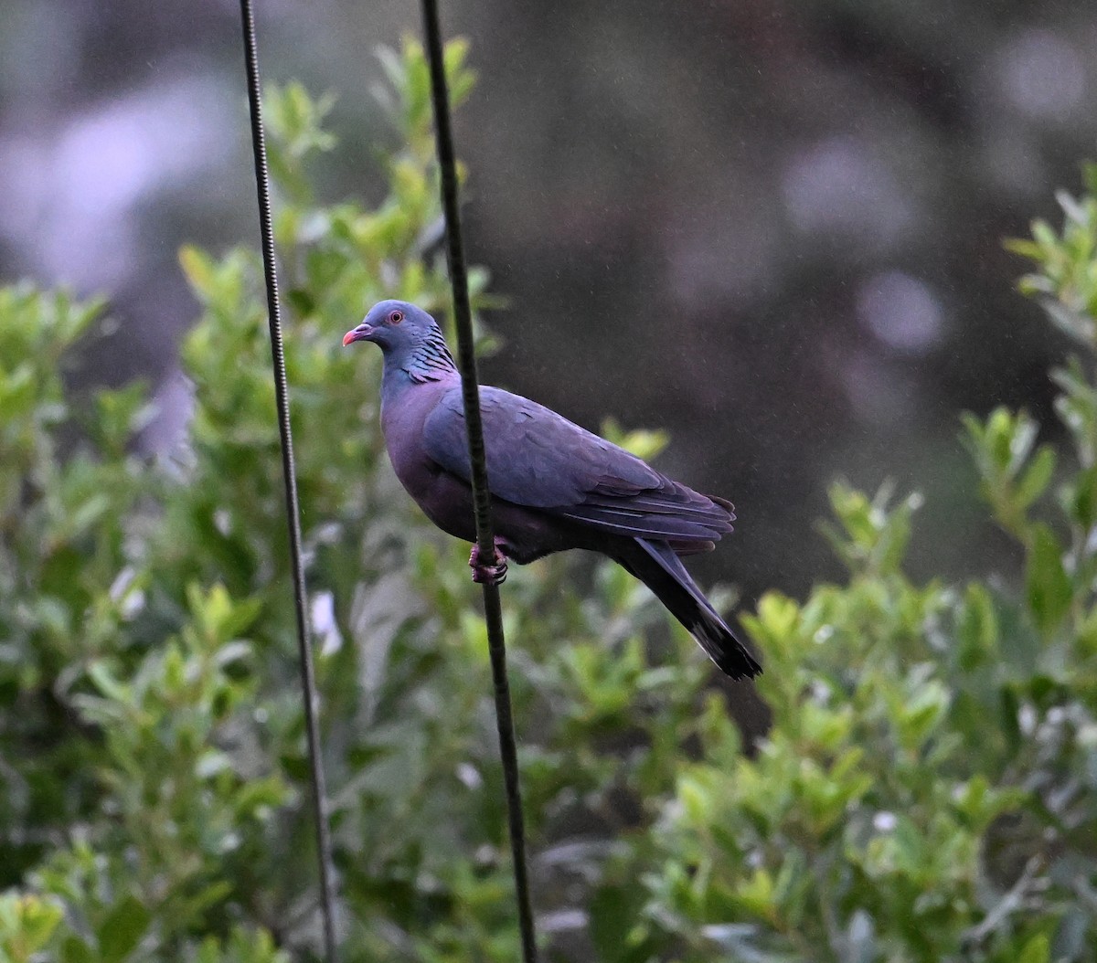 カナリーバト - ML643078044