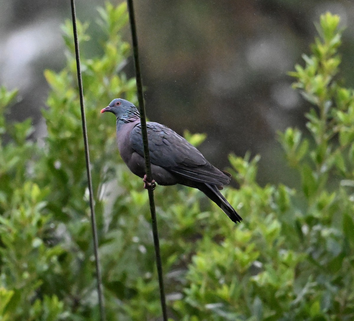 カナリーバト - ML643078045