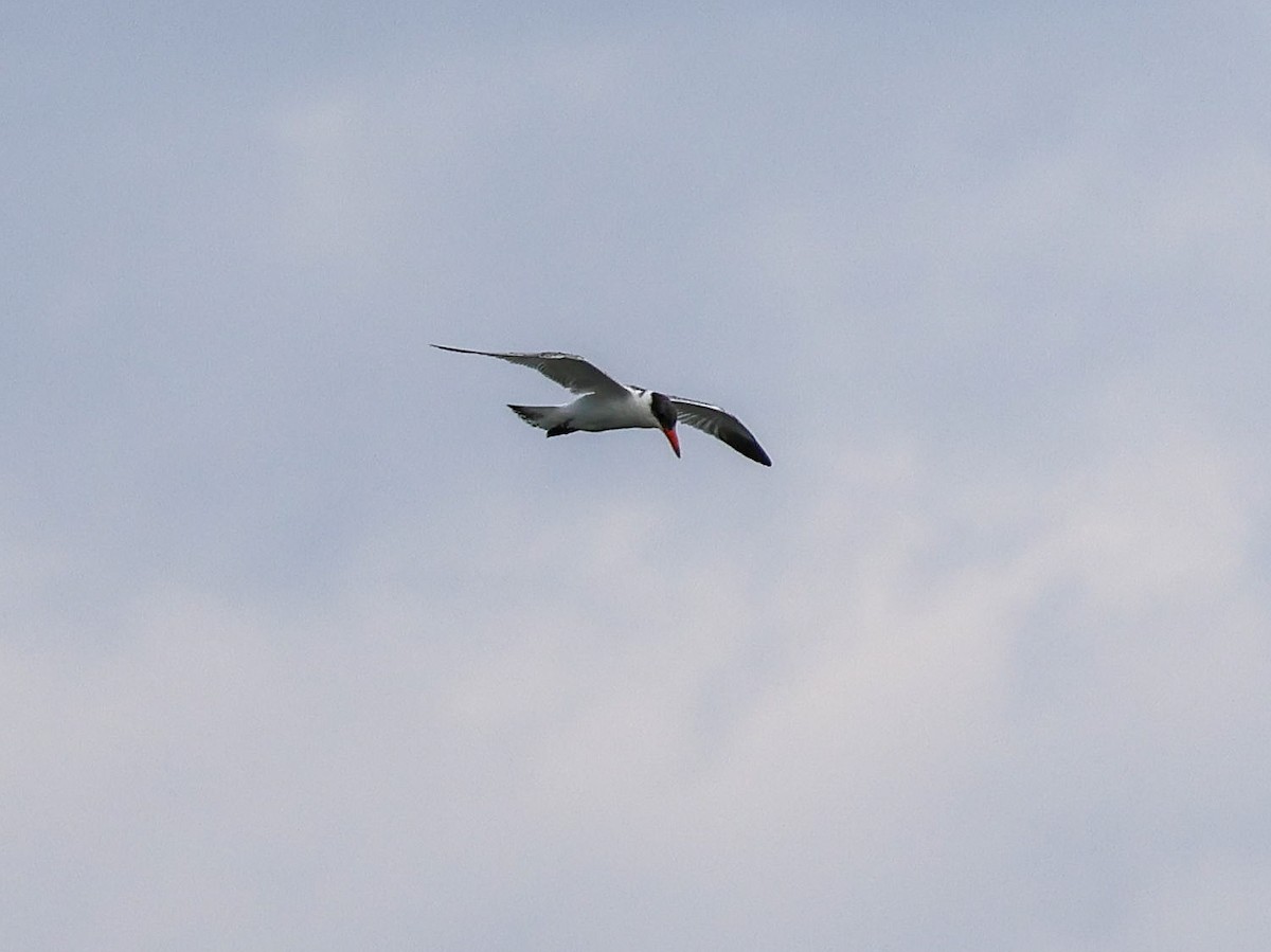 Caspian Tern - ML643078046