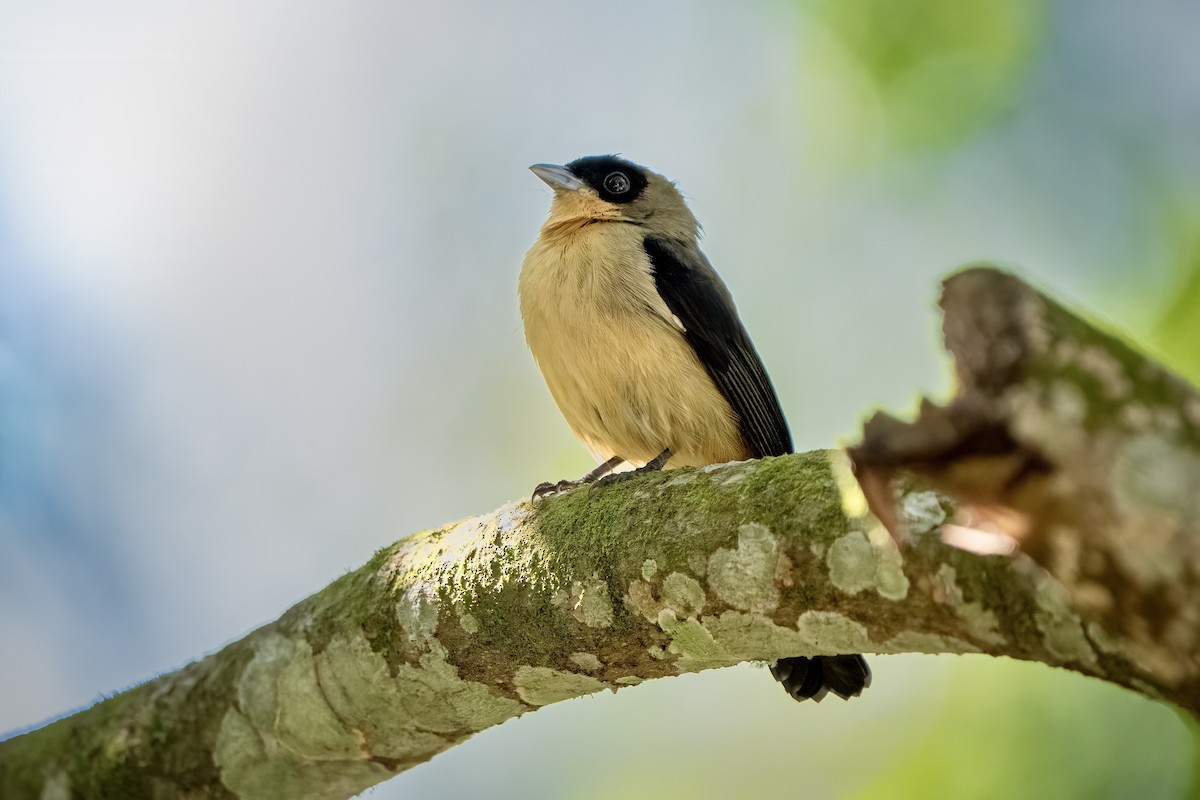 Black-goggled Tanager - ML643078049