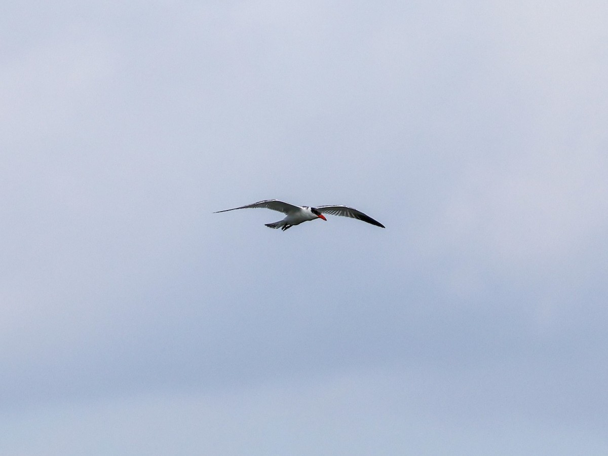 Caspian Tern - ML643078053