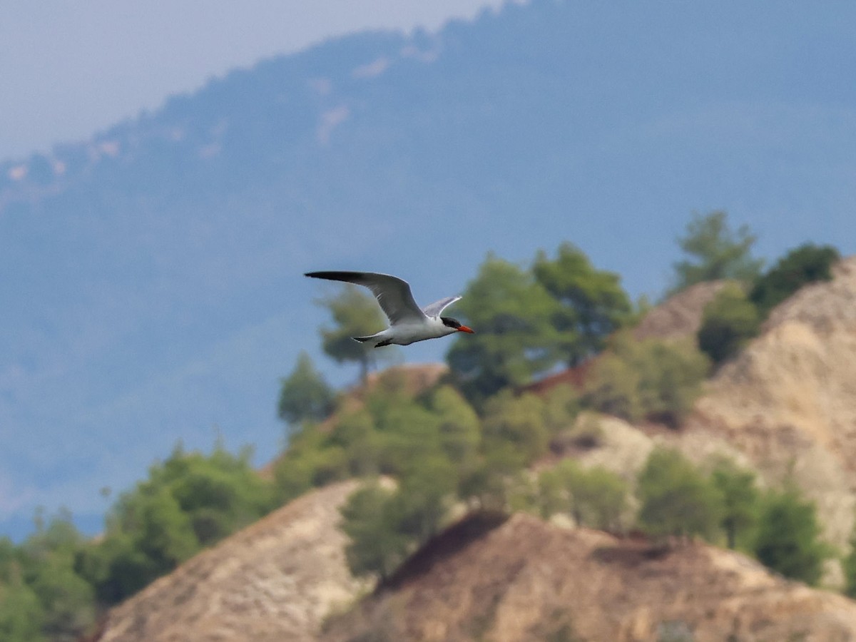 Caspian Tern - ML643078071
