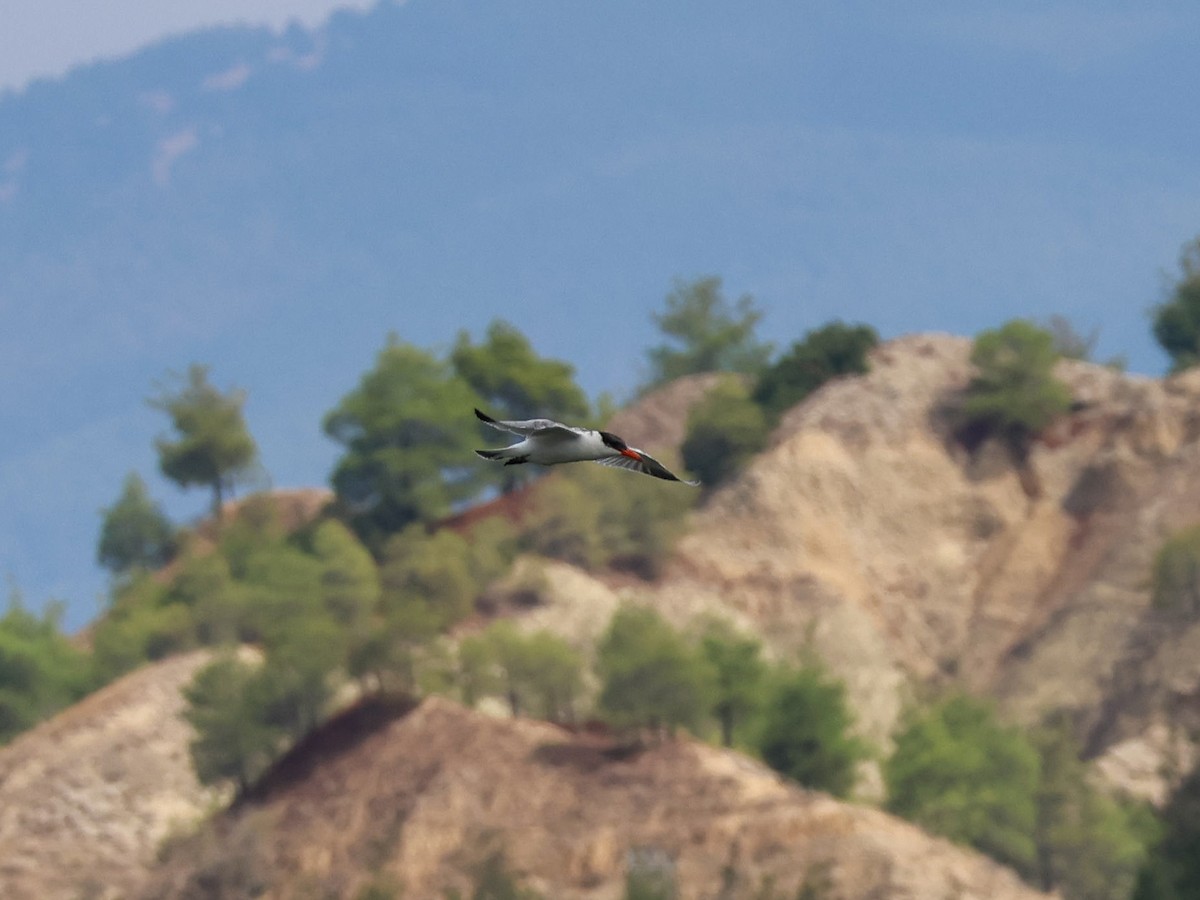 Caspian Tern - ML643078075