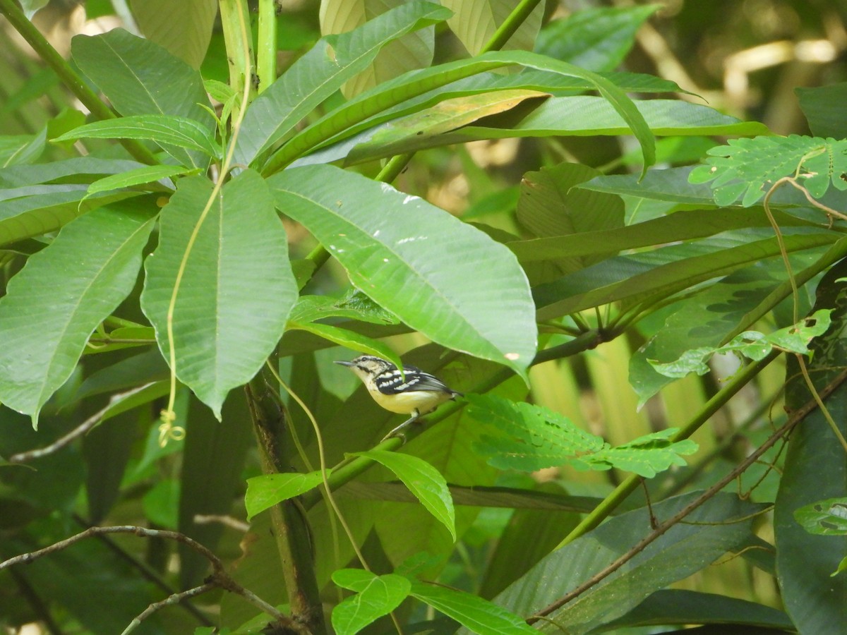 Moustached Antwren - ML643078076